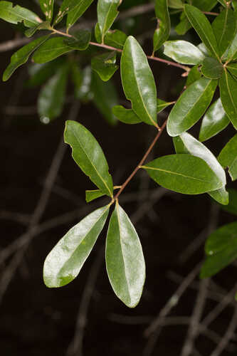 Quercus laurifolia #11